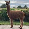 TOFT Nautilus Light Fawn Stud Male standing at TOFT Alpaca Stud